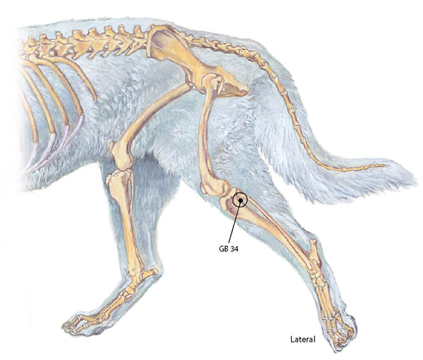 Location and benefits of GB 34 acupoint for dogs and horses