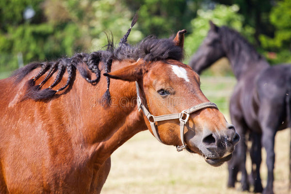 Acupressure for Equine Head Shaking 