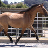 equine acupressure class onlibe